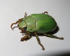 Pelidnota prasina