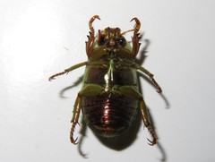 Pelidnota prasina