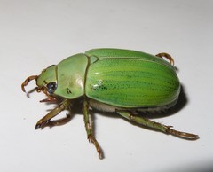 Pelidnota prasina