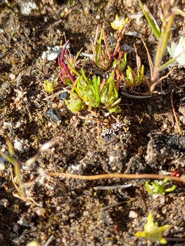 Grass Cushion (Isoetopsis graminifolia)