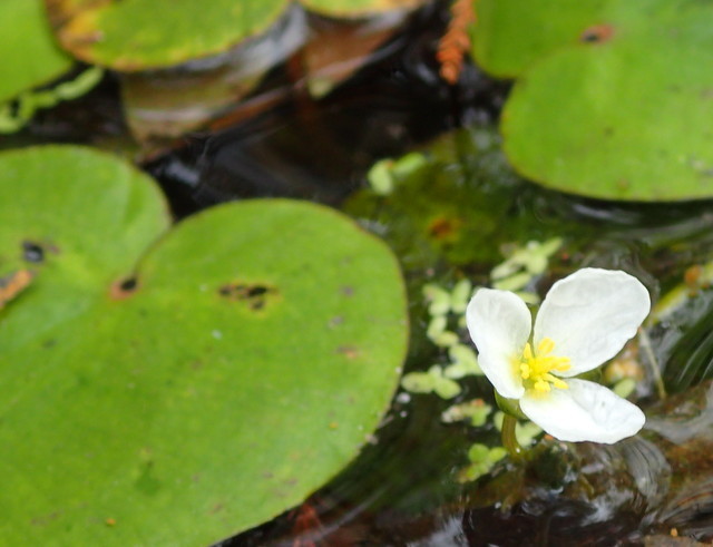 Awl-leaf arrowhead (Sagittaria subulata)