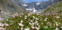 Epilobium macropus