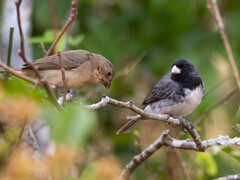 Dubois's Seedeater photo 2