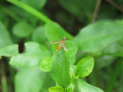 Toxomerus