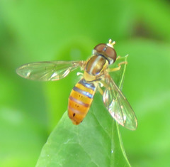 Toxomerus