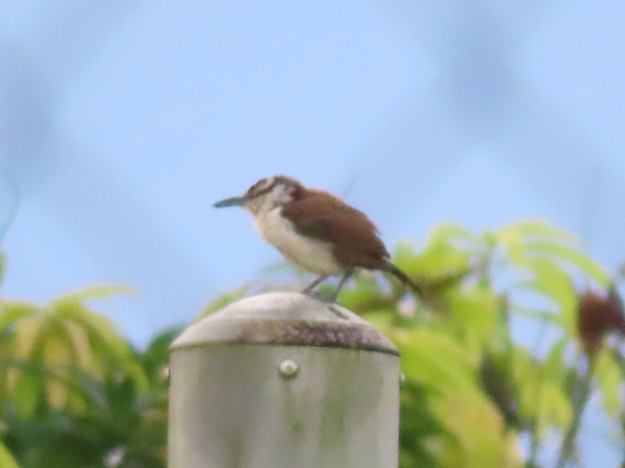 Bicoloured Wren illustration