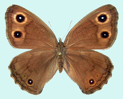 Cercyonis sthenele masoni