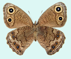 Cercyonis sthenele masoni
