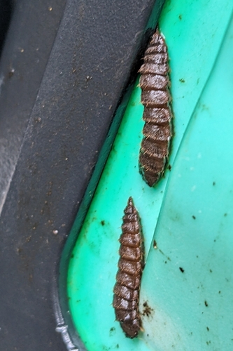 Unknown species found near Urbana, IL 61801, USA