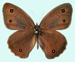 Cercyonis sthenele masoni