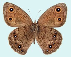 Cercyonis sthenele masoni