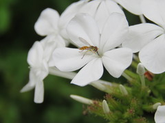 Toxomerus