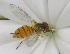 Toxomerus