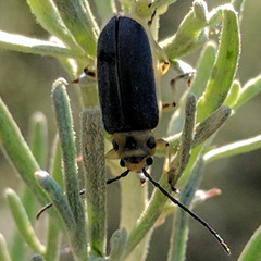 Trirhabda sericotrachyla