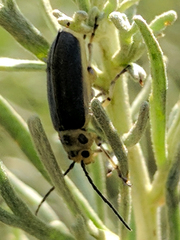 Trirhabda sericotrachyla