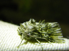 Omphalophana antirrhinii