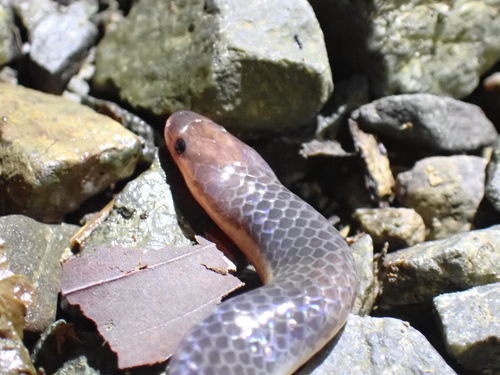 Photo of a Samarinda Reed Snake (Calamaria hilleniusi)