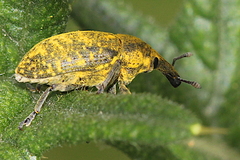 Larinus sturnus