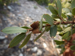 Quercus toumeyi