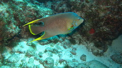 Holacanthus bermudensis