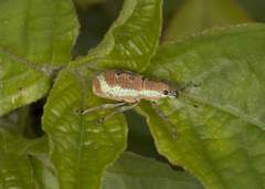 Cleistolophus viridimargo