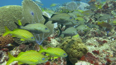 Haemulon carbonarium