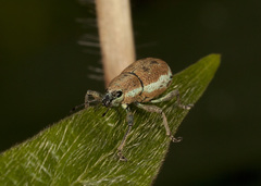 Cleistolophus viridimargo