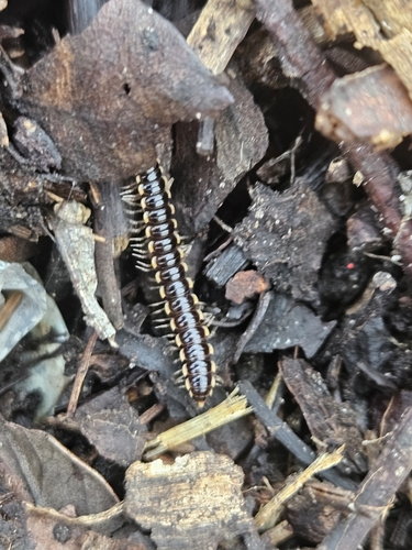 Long-flange Millipede photo 4