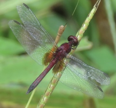 Erythrodiplax fervida