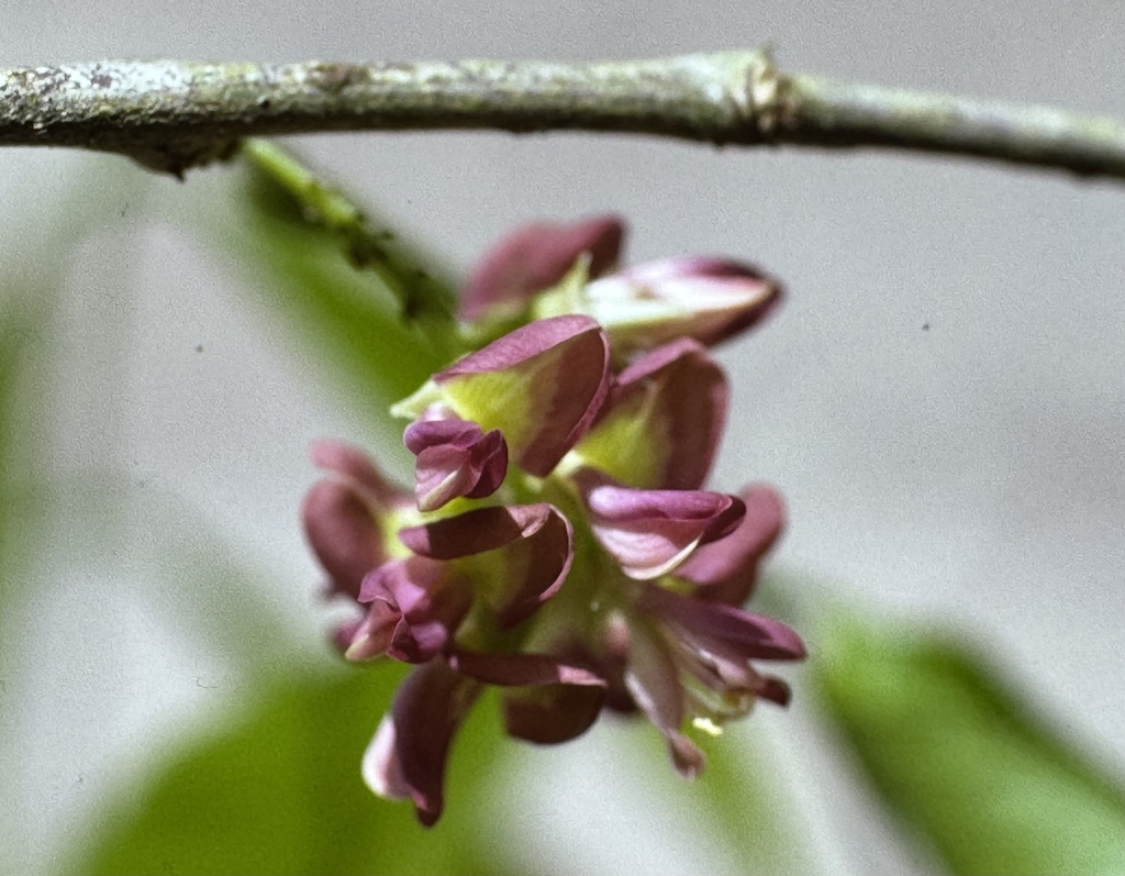Lennea modesta