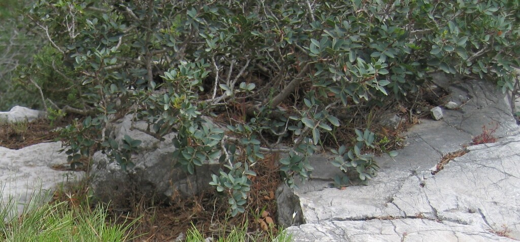 Pistacia lentiscus, Kapi 851 06, Grécia