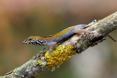 Wiegmann's Striped Gecko photo 2