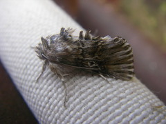 Omphalophana antirrhinii