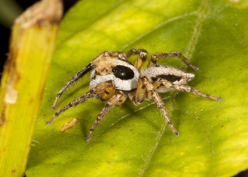 Tarkas maculatipes