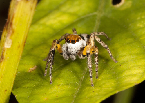 Tarkas maculatipes