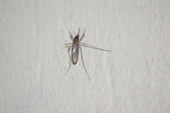 Culiseta inornata