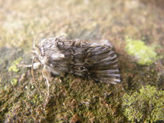 Omphalophana antirrhinii