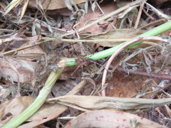 Scytodes globula