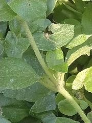 Synedrellopsis grisebachii