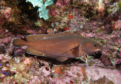 Lotella rhacina