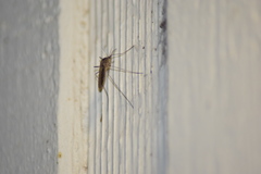 Culiseta inornata