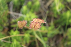 Valeriana triphylla