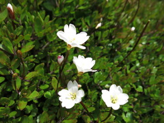 Epilobium macropus