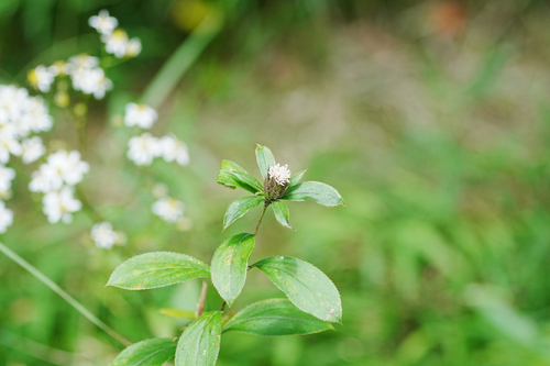 Atractylodes lancea, photograph 4