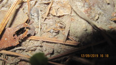 Cardiocondyla venustula