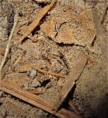 Cardiocondyla venustula