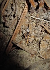 Cardiocondyla venustula