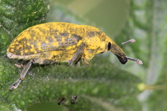 Larinus sturnus