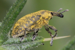Larinus sturnus