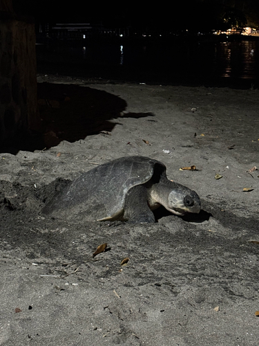 Lepidochelys olivacea